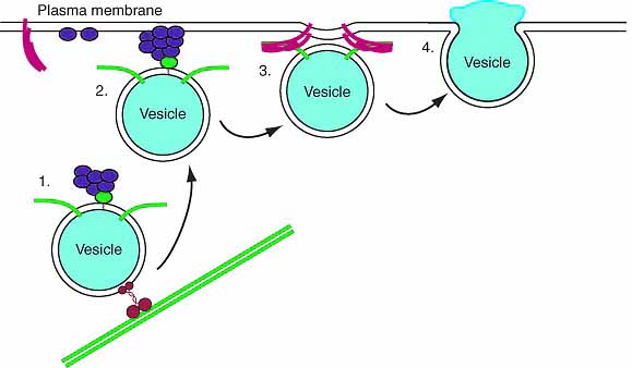 secretory vesicles